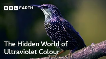 The Hidden World of Ultraviolet Light | Colour: The Spectrum of Science | BBC Earth Science