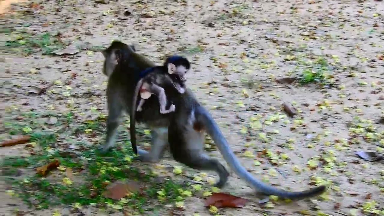 ARA and mum Anna, Baby Ara monkey hungry 575