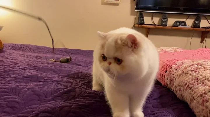 Watch the video about Cream-white Exotic Male Kitten