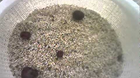 Horseshoe crab 13 (Molting, with time 32x compressed)