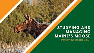 Studying and Managing Maine’s Moose