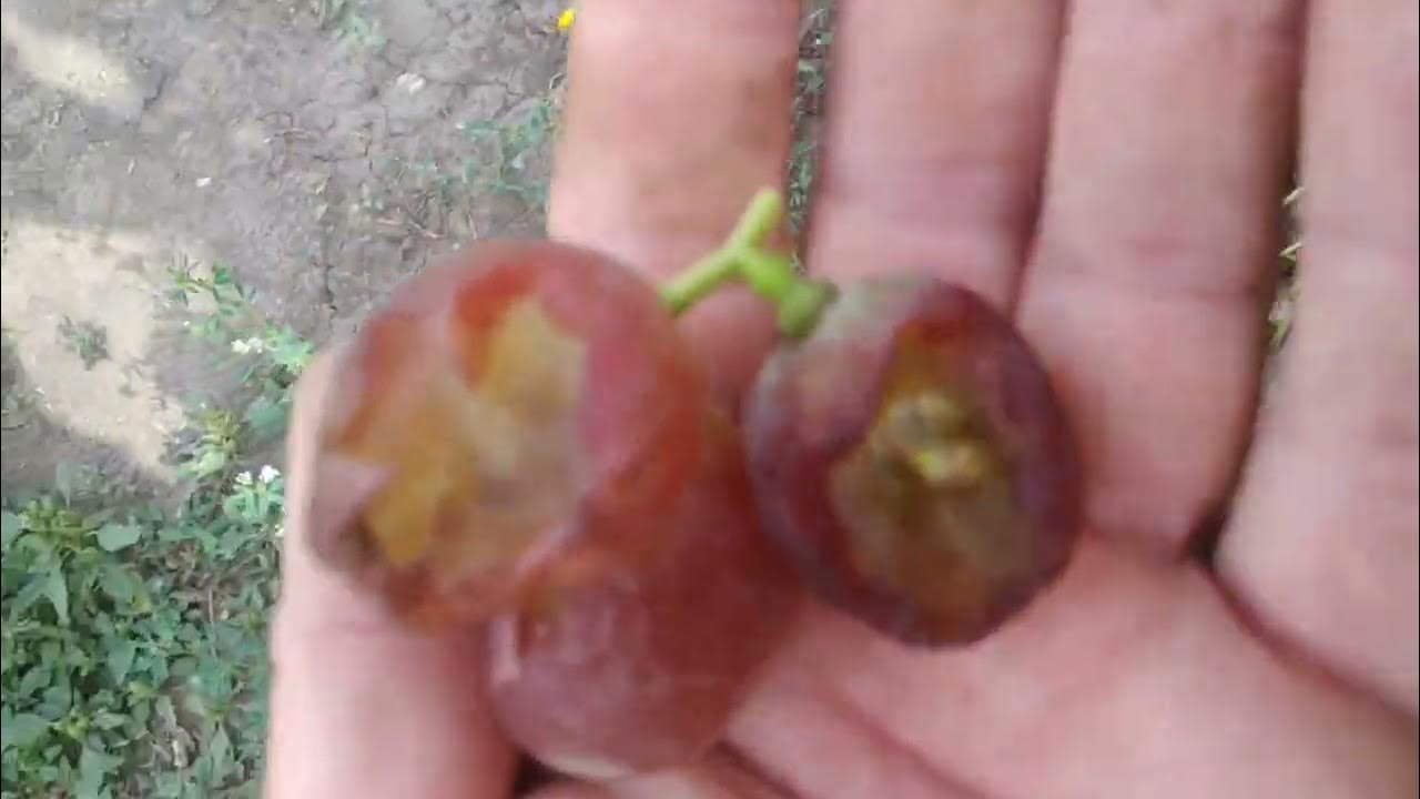 Виноград красна роза, снежок и др. на 26.08.22р. - YouTube