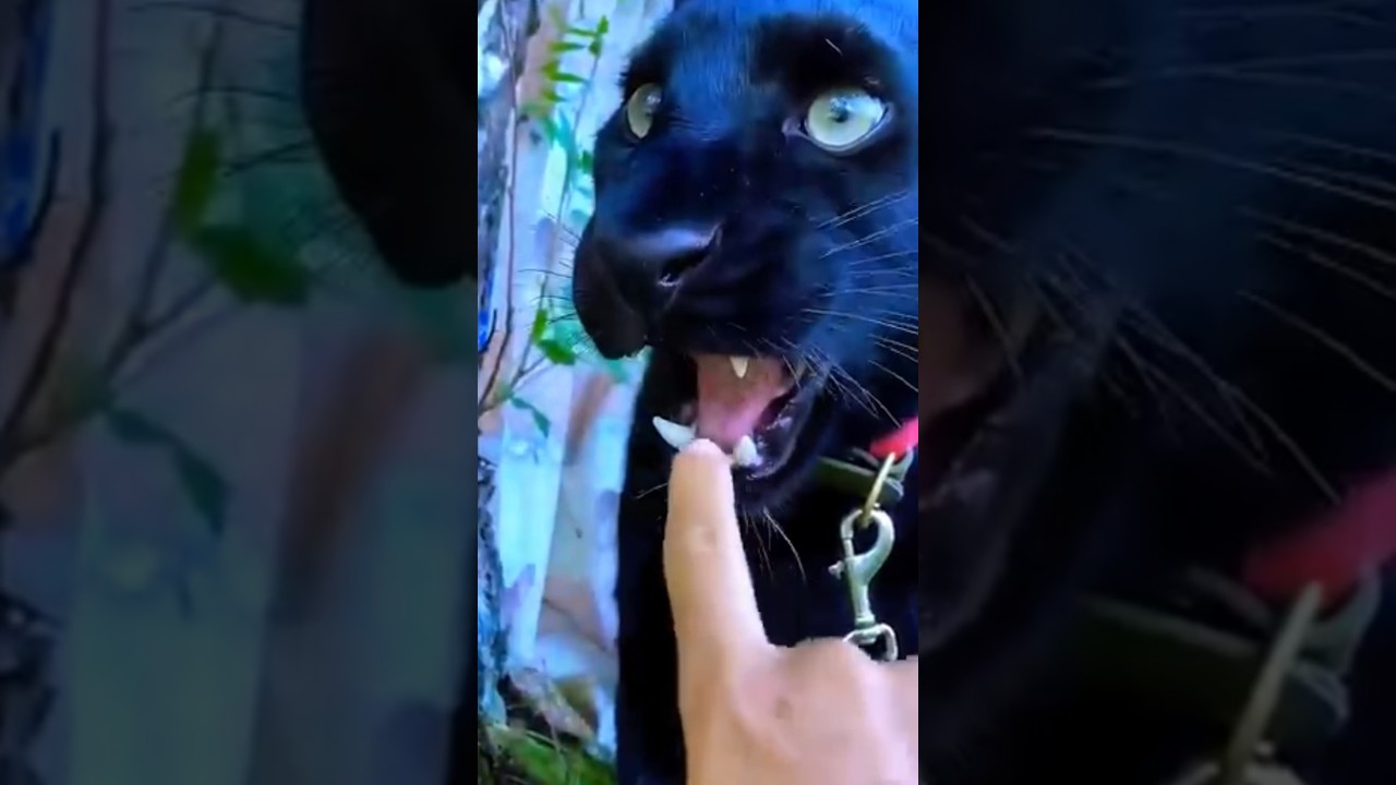 Koko Ko Tenduaa Ne Kaat Liya