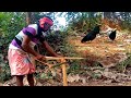 Amazing black chicken hunting   kadaknath chicken hunting and cooking