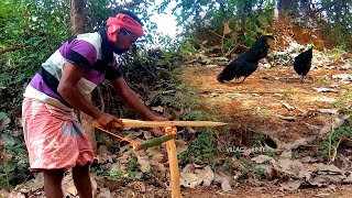 Amazing Black Chicken Hunting   Kadaknath Chicken Hunting And Cooking