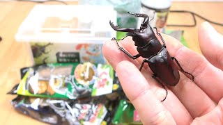 虫研　クワガタムシシリーズⅢ　ビデオ　カワラタケの世界　スーパー飼育法