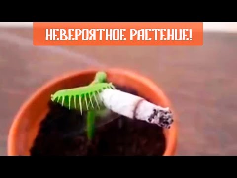 НЕВЕРОЯТНОЕ РАСТЕНИЕ! | Венерина Мухоловка Дионея