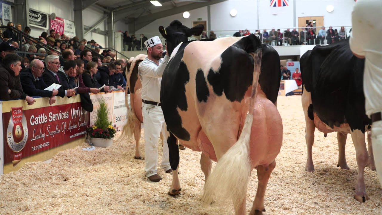 UK Dairy Expo 2016.Mature Holstein Class. YouTube