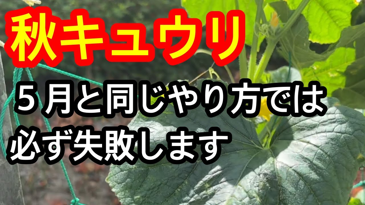 【秋キュウリ】秋キュウリを始めるなら、５月と同じやり方で育てると損をしてしまいます。秋キュウリには、秋キュウリに適したツルの管理方法があるので、それを解説します！
