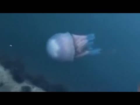 Vídeo: Enormes Medusas Navegaron Hacia Las Costas Británicas - Vista Alternativa