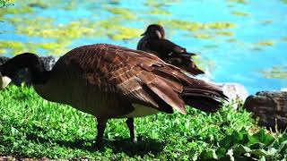 The Canadian Goose— A Short Wildlife Documentary