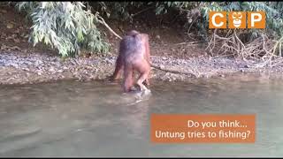Download Lagu UNTUNG, ORANGUTAN FISHING? MP3 Download Lagu UNTUNG, ORANGUTAN FISHING? MP3