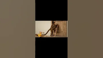 فتح الباب بعبقريه Funny ترند اكسبلور Shortvideo Memes Shorts Tiktok ترند تيك توك 