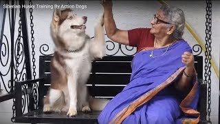 Siberian Husky Training By Action Dogs by Animal Guru 157,218 views 5 years ago 6 minutes, 45 seconds