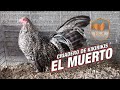 Comienza la aventura criadero el mu3rt0