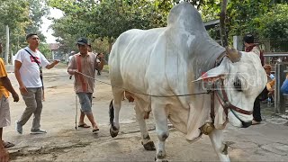 Bikin Ramai Pasar Sapi Po Monster 800 Kg Nyasar Ke Pasar Jadi Pusat Perhatian Warga !!