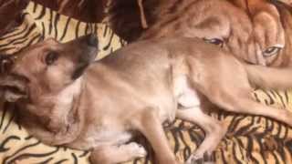 Dog Films "Собачья Радость" - Пойман на "месте преступления" :-) Dog Films "Собачья Радость" - Пойман на "месте преступления" :-)