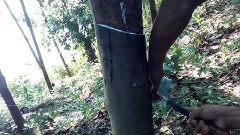 How to cut Rubber trees correctly
