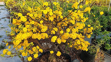 Mai cúc thọ hương trồng đất 5 mùa gốc quái ngày mùng 1 Tết  2024