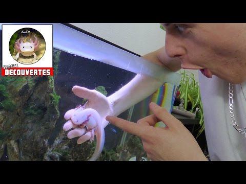 Vidéo: Un animal unique et facile: le poisson qui marche au Mexique (l'axolotl)