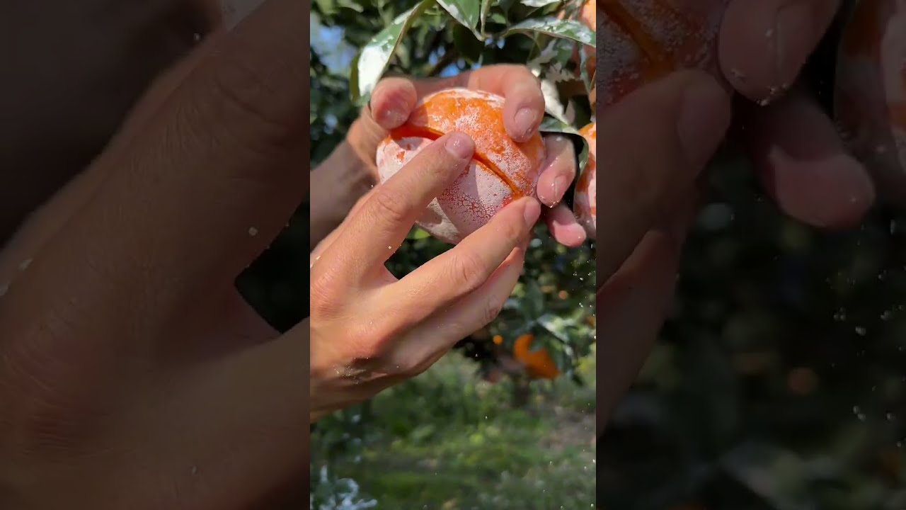 Fresh Oranges Are Very Juicy For Fruit Lovers Satisfying Fruitcutting