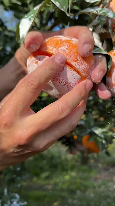 Jeruk segar sangat berair - Untuk pecinta buah #buah #memuaskan #pemotonganbuah