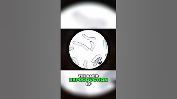 The Hidden Power of Binary Fission in Nature #BinaryFission #BacterialReproduction #teacherresource