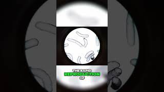 The Hidden Power of Binary Fission in Nature #BinaryFission #BacterialReproduction #teacherresource