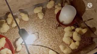 الطريقه الصحيحه لتربية الفراخ البيضه فى المنزل من عمر يوم متنسوش اللايك والاشتراك في القناة ?