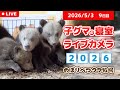 5月3日 子グマの寝室ライブカメラ のぼりべつクマ牧場