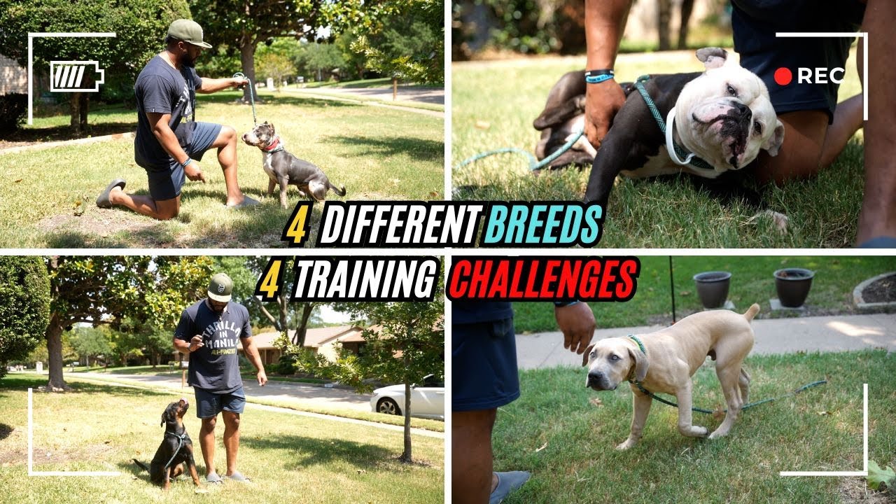 Challenges Training 4 Different Dog Breeds!?!?!