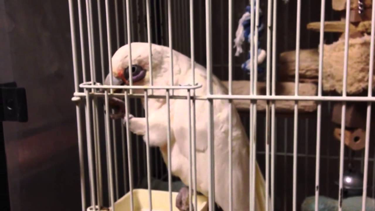 エサを自分の足でつかんで食べるオウム Youtube エサを自分の足でつかんで食べるオウム Youtube
