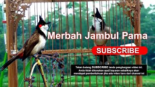 Merbah Jambul Pama