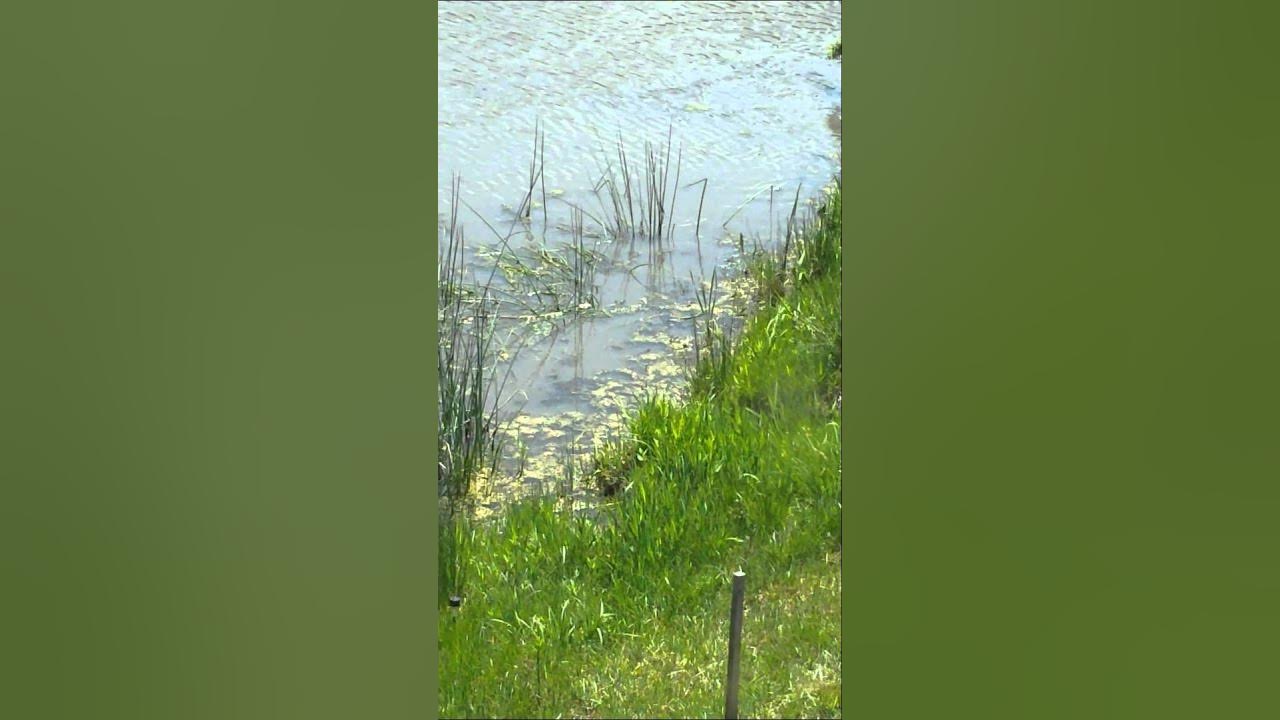 Largemouth bass laying eggs YouTube