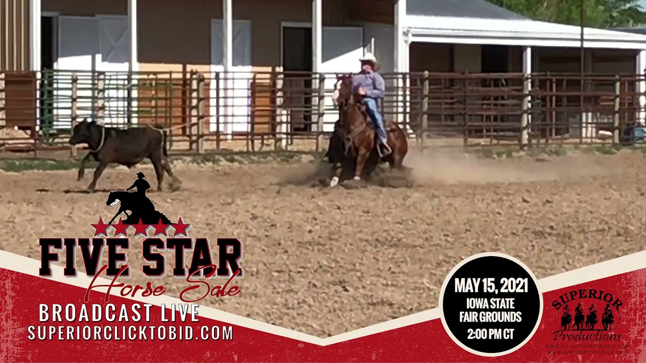Five Star Horse Sale 2021 YouTube