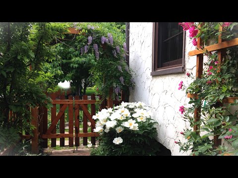 Video: Shade Tolerant Fairy Gardens – Tips on Fairy Gardening In The Shade