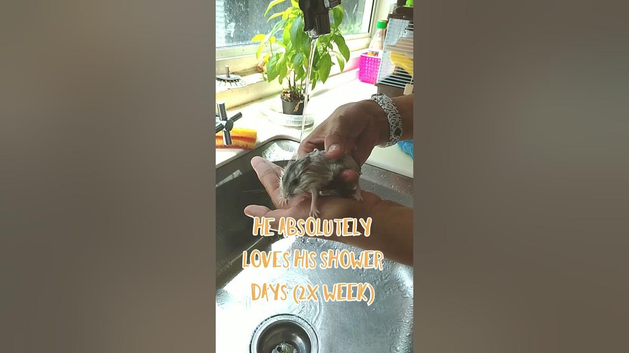 Hamster Bath Malaysia Hamster Shower Hour YouTube