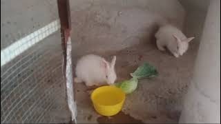 rabits playing and eating looks pretty