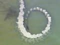 Atlantic Bottle Nose Dolphins mud-ring feeding