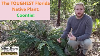 Plantas nativas da Florida a indestrutivel Coontie