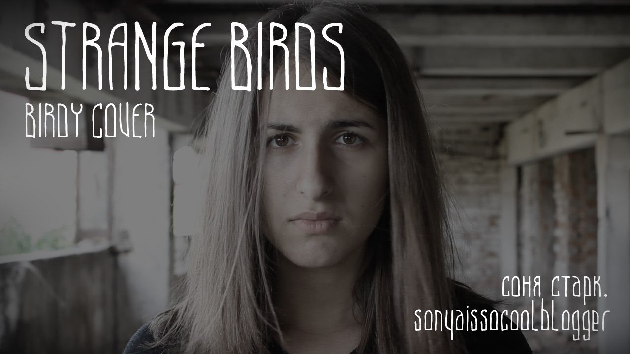 Stranger birds birdy