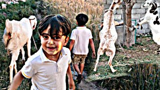 HUM NA APNI SHOP SALE KR DE / GOAT FARM / VILLAGE VLOG / VILLAGE LIFE STYLE / FARM VLOG MANI HASHMI