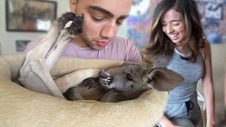 We stole Pokimane's Kangaroo