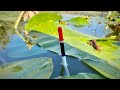 Поплавок в окнах кувшинки🌾🌾🌾 ЛОВЛЯ КАРАСЯ🐟🐟🐟