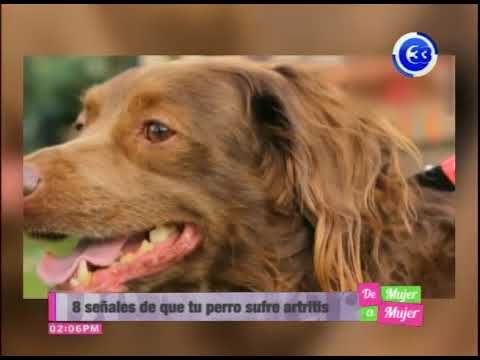 Video: Signos de artritis en perros