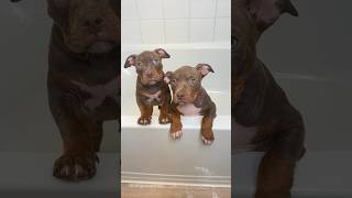 Puppies First Bath Together 🧼🫧🐾 #viral #asmr #puppy #dogbath #cute