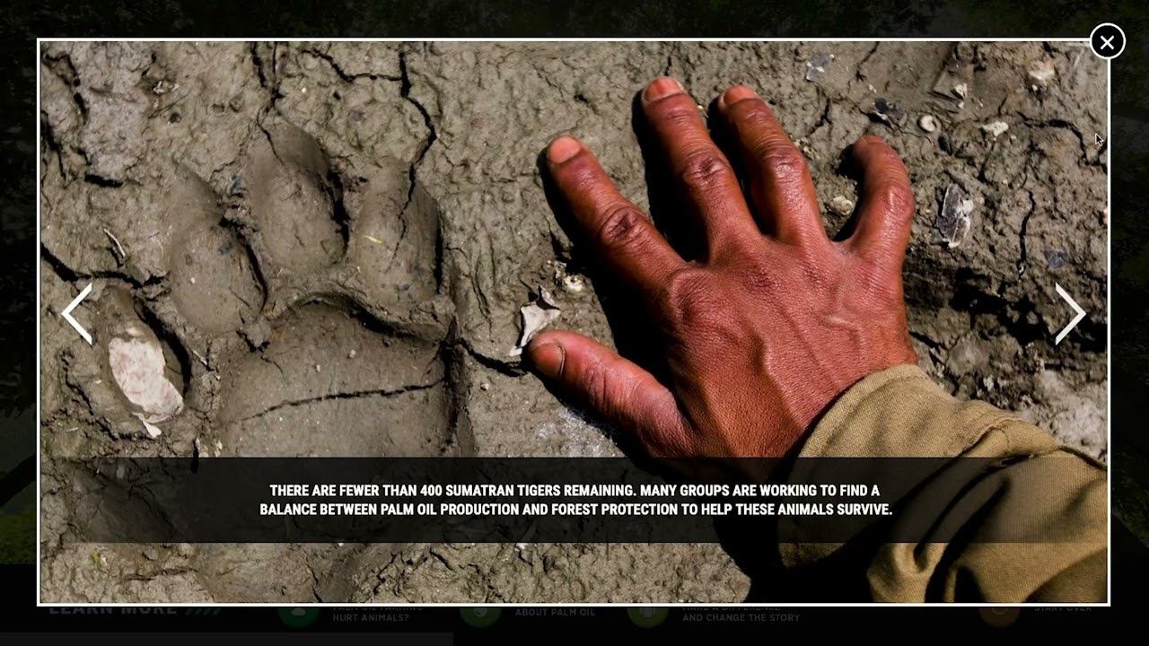 Gecko Group—Nashville Zoo, Tiger Crossroads Interactive Walk Through