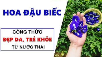 Tác dụng của Hoa Đậu Biếc | Cách sử dụng Hoa Đậu Biếc trị ho, đẹp da, cải thiện trí nhớ