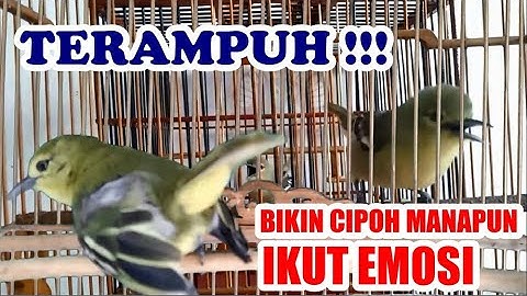 TERAMPUH : Bikin Cipoh / Sirtu Manapun Ikut Gacor Emosi Tarung