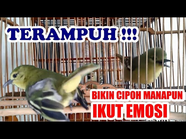 TERAMPUH : Bikin Cipoh / Sirtu Manapun Ikut Gacor Emosi Tarung class=